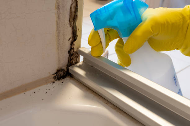 Best Commercial Mold Remediation in Hampden Sydney, VA