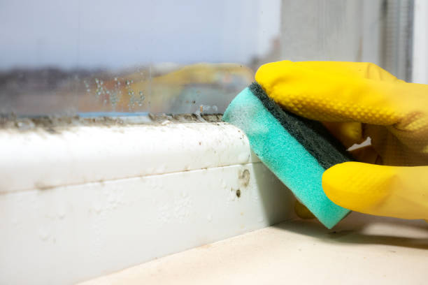 Best Residential Mold Remediation in Hampden Sydney, VA