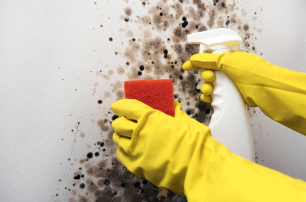 Best Mold Remediation for Specific Building Types in Hampden Sydney, VA