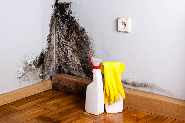 Best DIY Mold Remediation Support Services in Hampden Sydney, VA