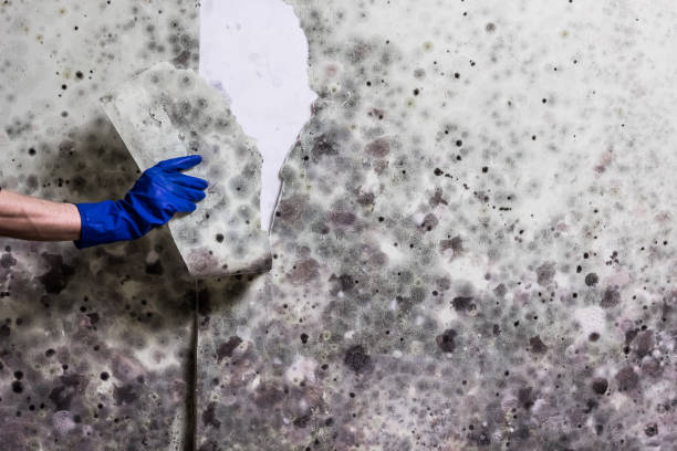 Best Localized Mold Remediation (e.g., coastal areas, humid climates) in Hampden Sydney, VA