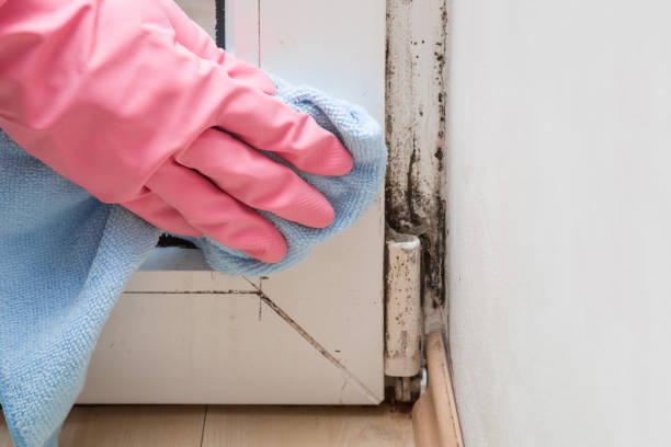 Best Black Mold Remediation in Hampden Sydney, VA