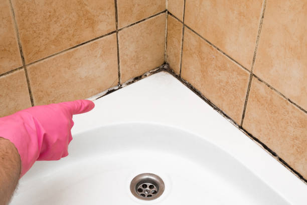 Hampden Sydney, VA Mold Remediation Company